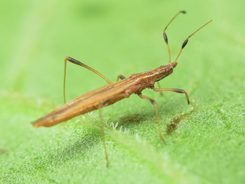 Berytinus (Lizinus) montivagus (Meyer-Dur, 1841)